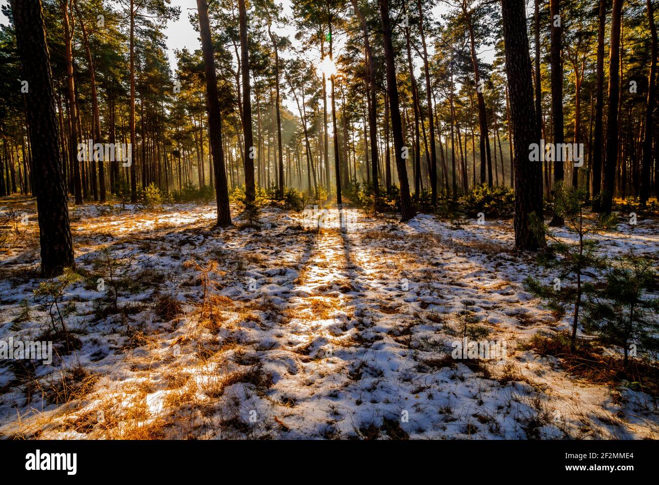 Im Winter in einem Kiefernwald, Licht und Schatten, ein wenig Schnee Stockfoto