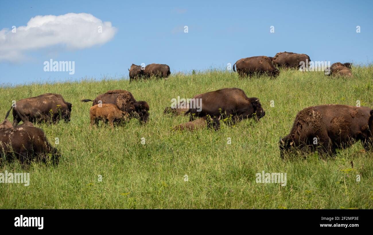American Bison, (Bison Bison) Stockfoto