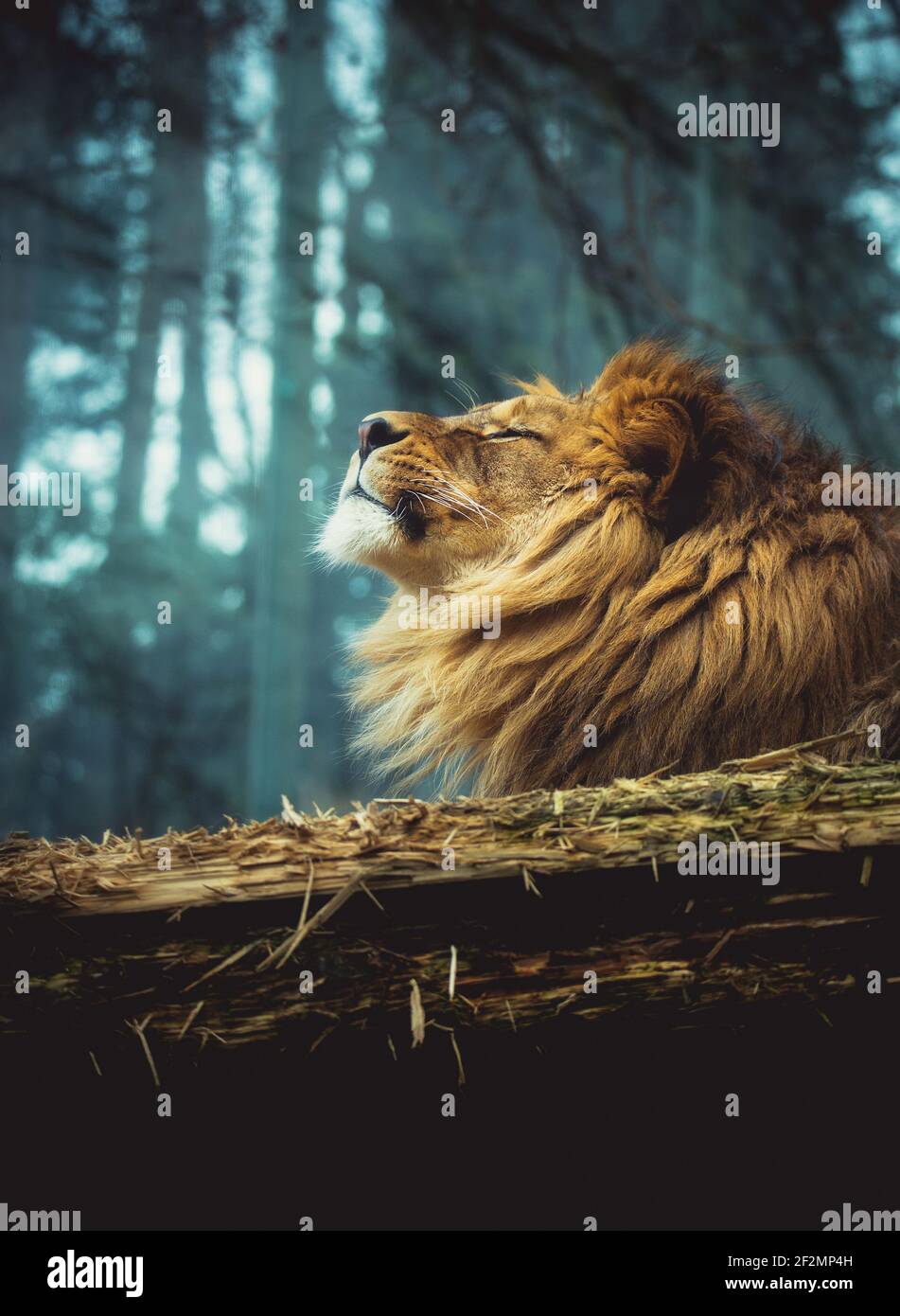 Der Löwe ruht und spürt die Strahlen der Sonne, das beste Foto. Stockfoto
