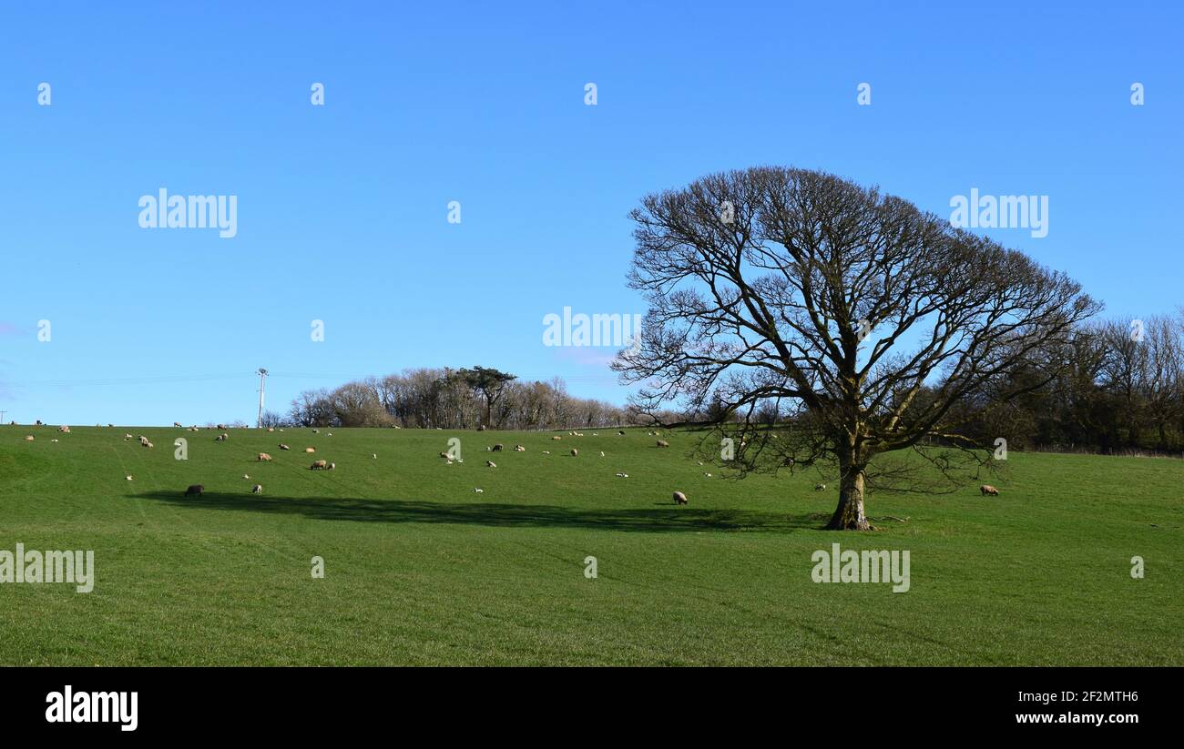 Baum mit Schatten im Feld mit Schafen Stockfoto