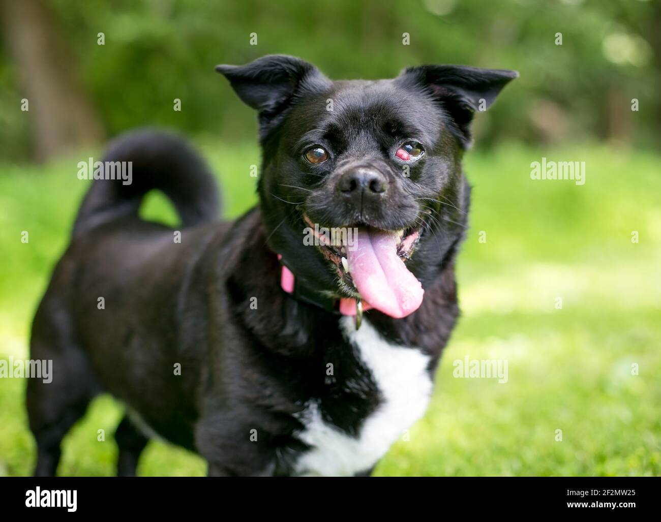 Ein schwarz-weißer Chihuahua Mischlingshund mit Niktitanen Drüsenvorfall oder „Kirschauge“ im linken Auge Stockfoto