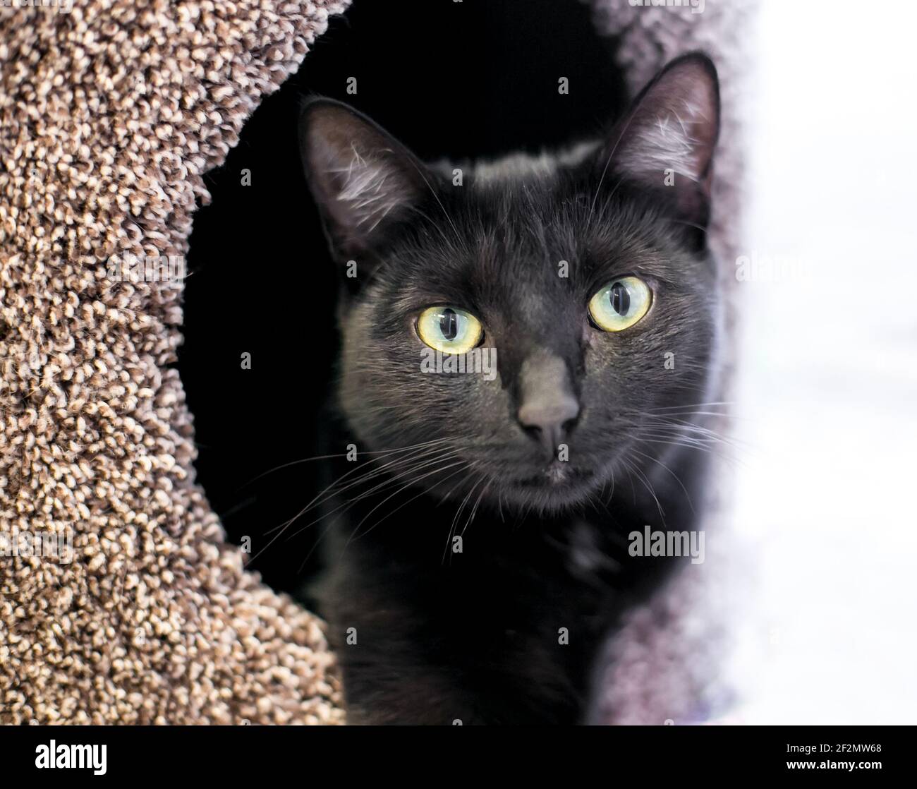 Eine schwarze Kurzhaarkatze, die sich in einem überdachten Tierbett entspannt Und die Kamera betrachten Stockfoto