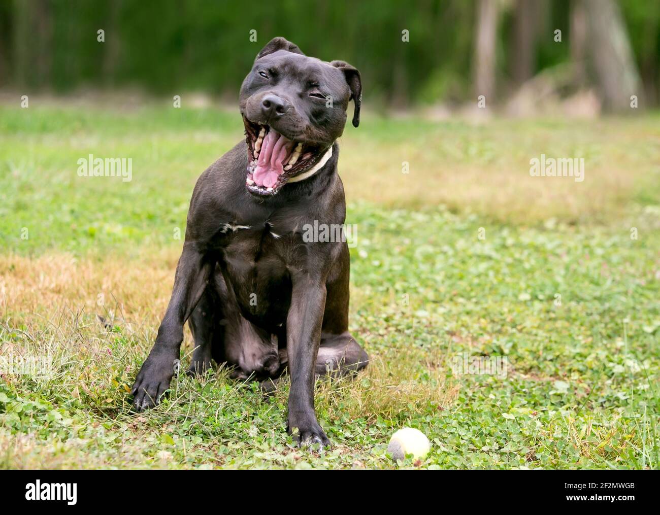 Ein schwarzer Pit Bull Terrier Mischlingshund macht einen Lustiges Gesicht mit weit geöffnetem Mund Stockfoto