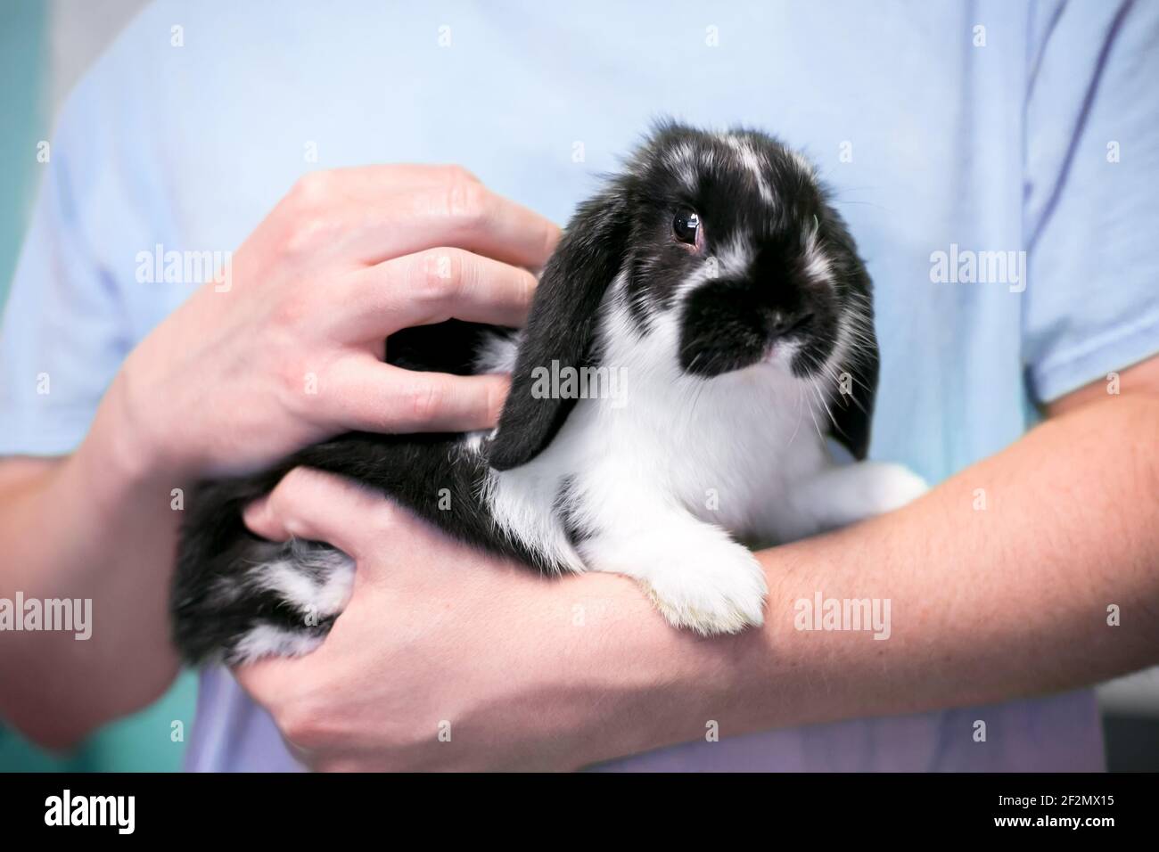 Eine Person, die einen jungen schwarzen und weißen Lop-Ohr hält Kaninchen in den Armen Stockfoto
