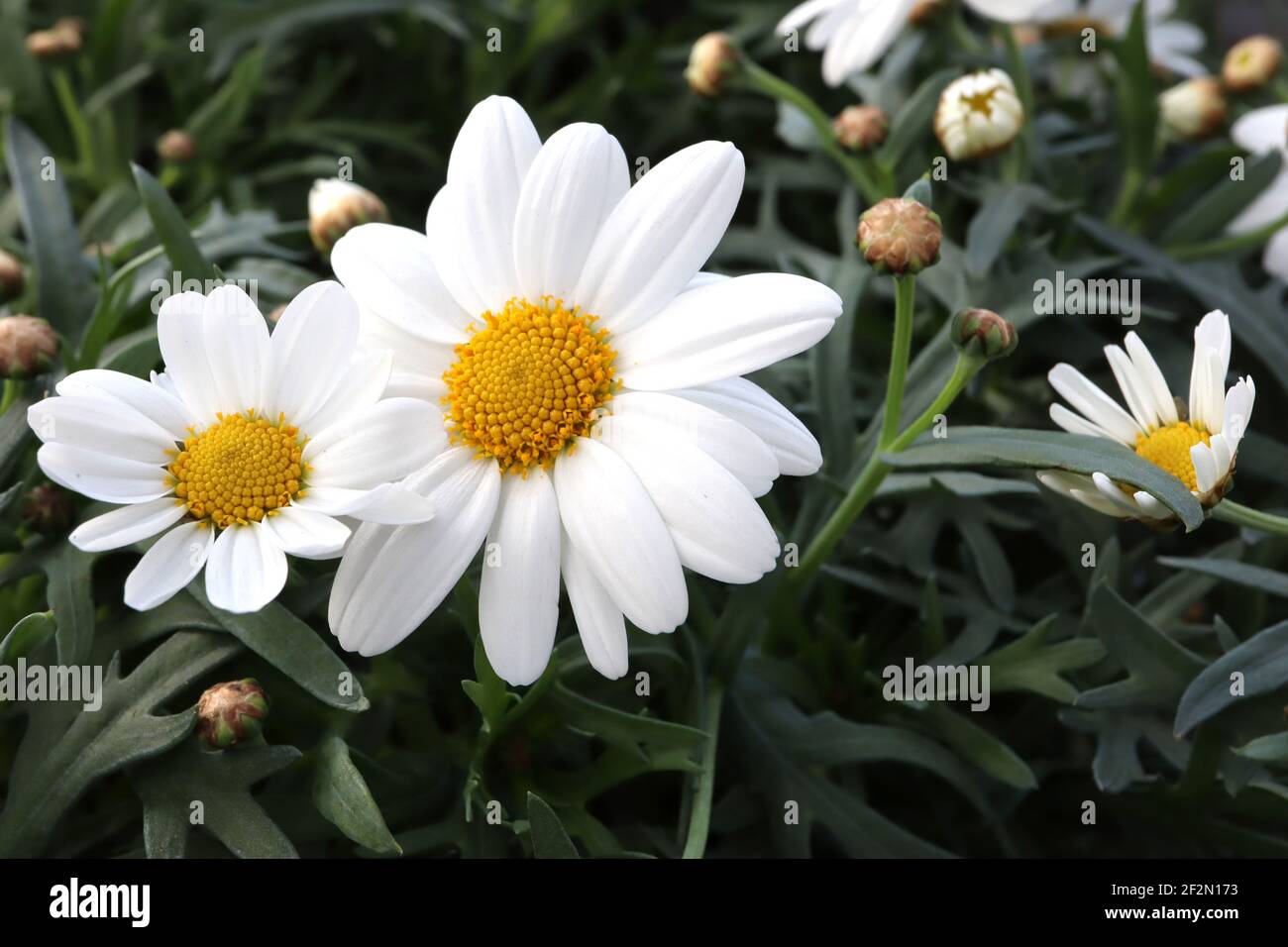 Argyranthemum frutescens ‘Pure White Butterfly’ Marguerite – weiße Gänseblümchen-ähnliche Blüten mit gelbem Zentrum, März, England, Großbritannien Stockfoto