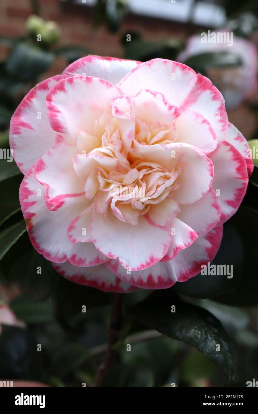 Camellia sasanqua 'Leslie Ann' Leslie Ann Camellia – weiße Blume mit  unregelmäßigen rosa Rändern, März, England, Großbritannien Stockfotografie  - Alamy