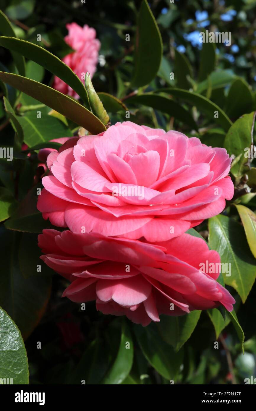 Camellia japonica ‘Pink Perfection’ Pink Perfection Camellia – formelle, mittelrosa Blüten mit Rosettenform, März, England, Großbritannien Stockfoto