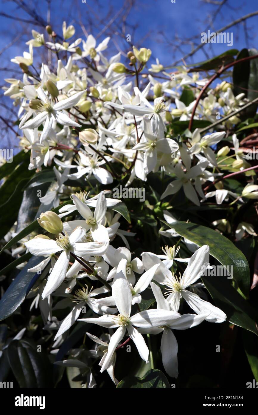 Clematis armandii ‘snowdrift’ Armand clematis – Kletterpflanze mit großen duftenden weißen sternförmigen Blüten, März, England, Großbritannien Stockfoto