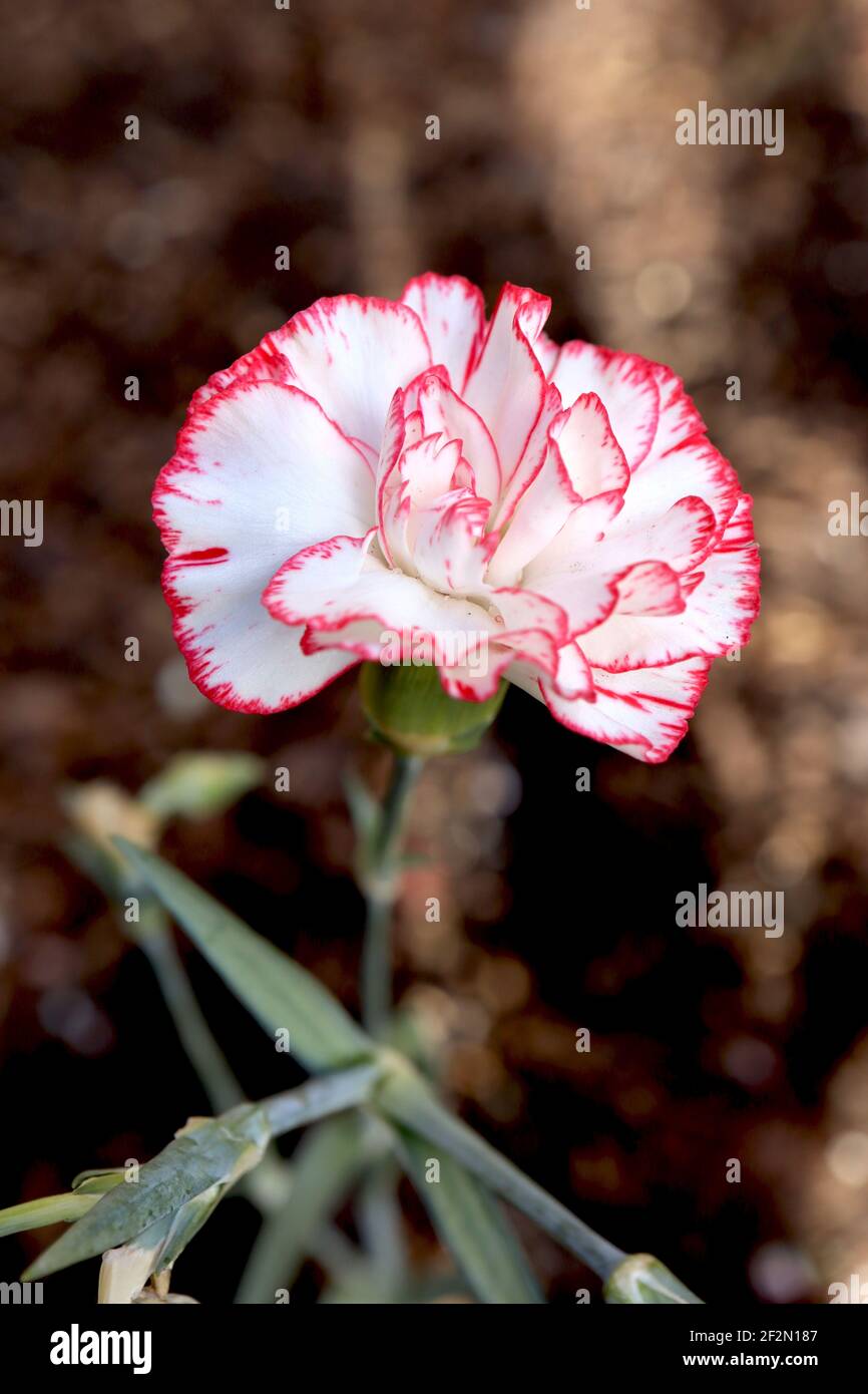 Dianthus caryophyllus ‘Chabaud Benigna’ Carnation Chabaud Benigna – weiße Blüten mit feinen roten Rändern, März, England, Großbritannien Stockfoto