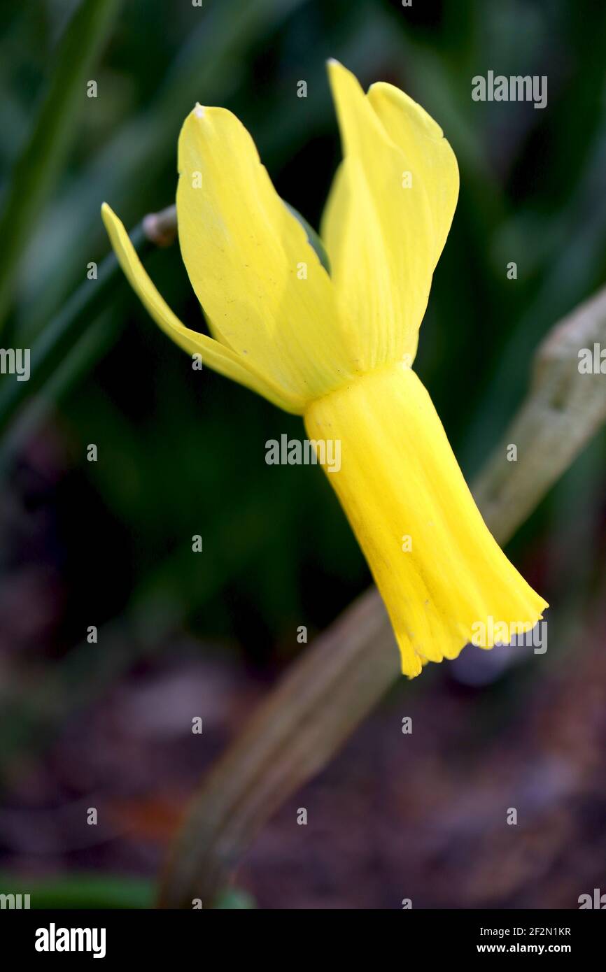 Narcissus Cyclamineus Division 13 Botanischer Name nur gelbe Narzissen mit voll reflexierten Blütenblättern, März, England, Großbritannien Stockfoto