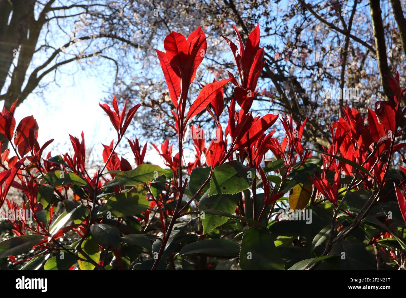 Photinia x fraseri Rotkehlchen Rotkehlchen Photinia – dunkelgrüne und leuchtend rote Blätter, März, England, Großbritannien Stockfoto