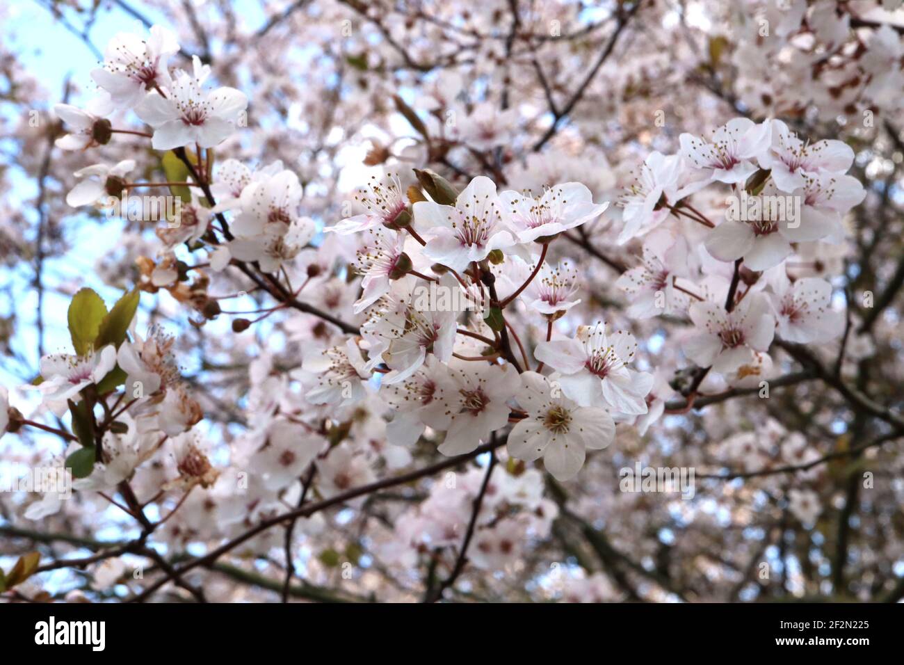 Prunus cerasifera Kirschpflaume – kleine weiße schüsselförmige Blüten mit vielen Staubgefäßen, rosa Stielen, grünen Blättern, März, England, VEREINIGTES KÖNIGREICH Stockfoto