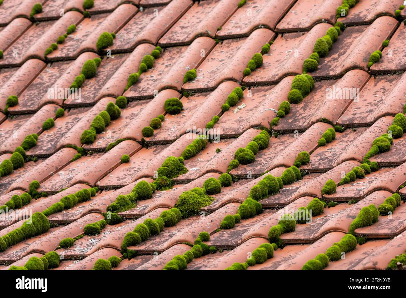 Moosangriff auf ein Ziegeldach. Stockfoto