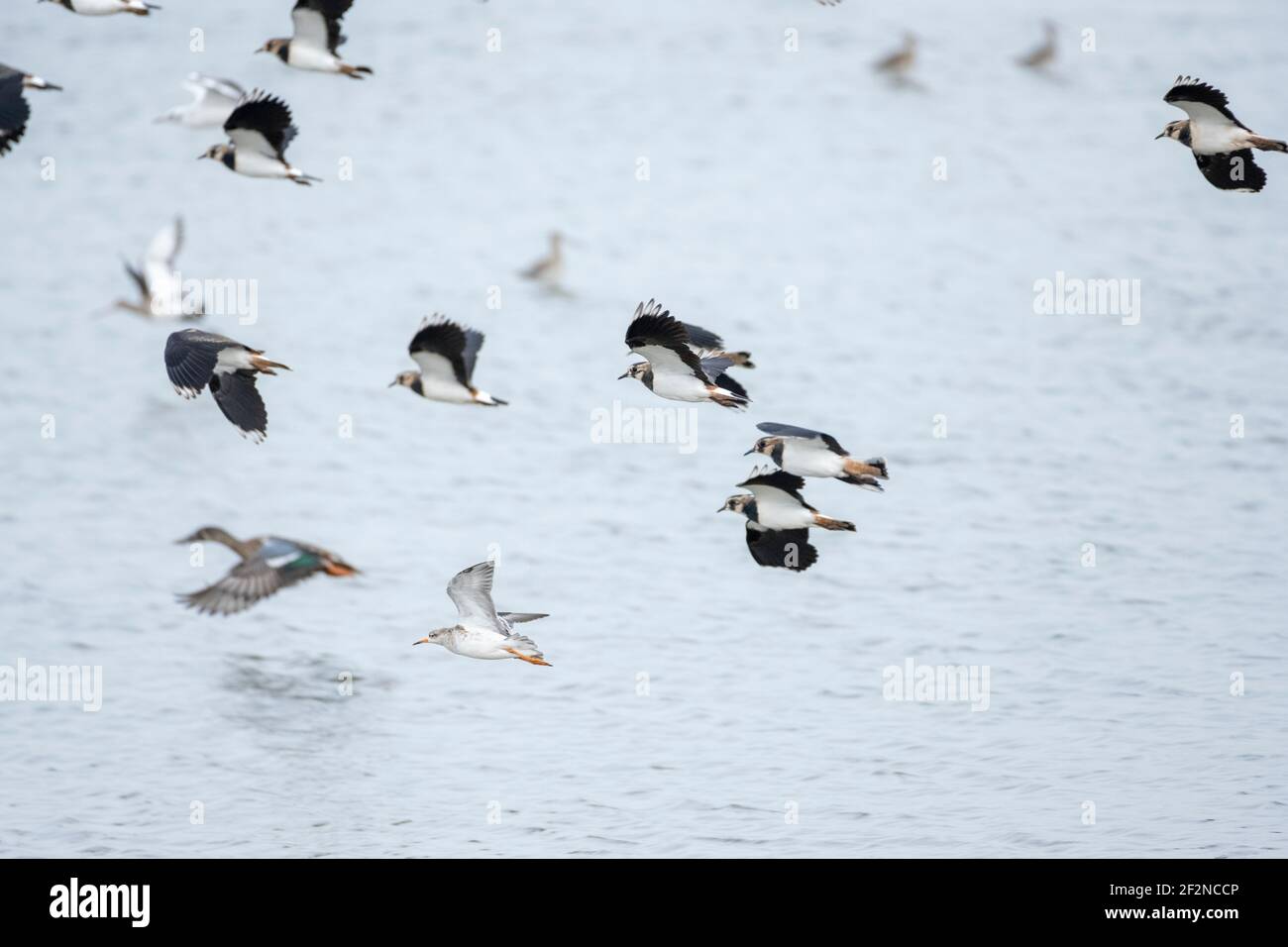 Deutschland, Niedersachsen, Ostfriesland, Lapwing (Vanellus vanellus), im Naturschutzgebiet Leyhörn bei Greetsiel. Stockfoto
