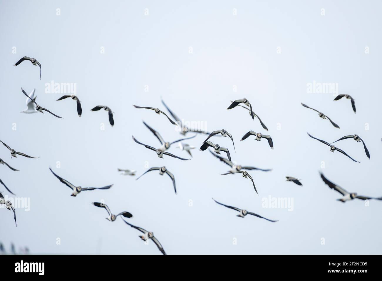 Deutschland, Niedersachsen, Ostfriesland, Lapwing (Vanellus vanellus), im Naturschutzgebiet Leyhörn bei Greetsiel. Stockfoto