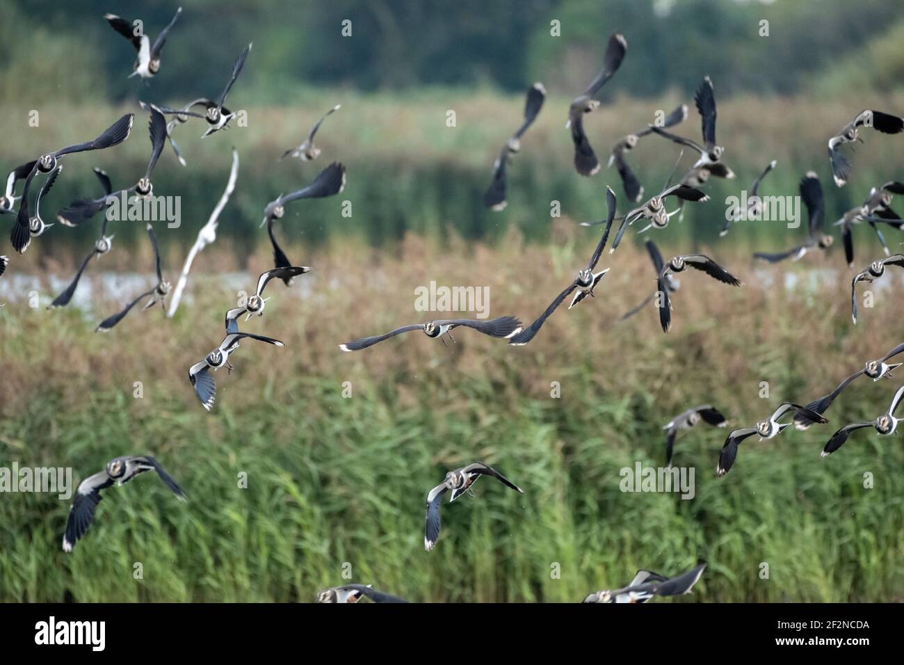Deutschland, Niedersachsen, Ostfriesland, Lapwing (Vanellus vanellus), im Naturschutzgebiet Leyhörn bei Greetsiel. Stockfoto