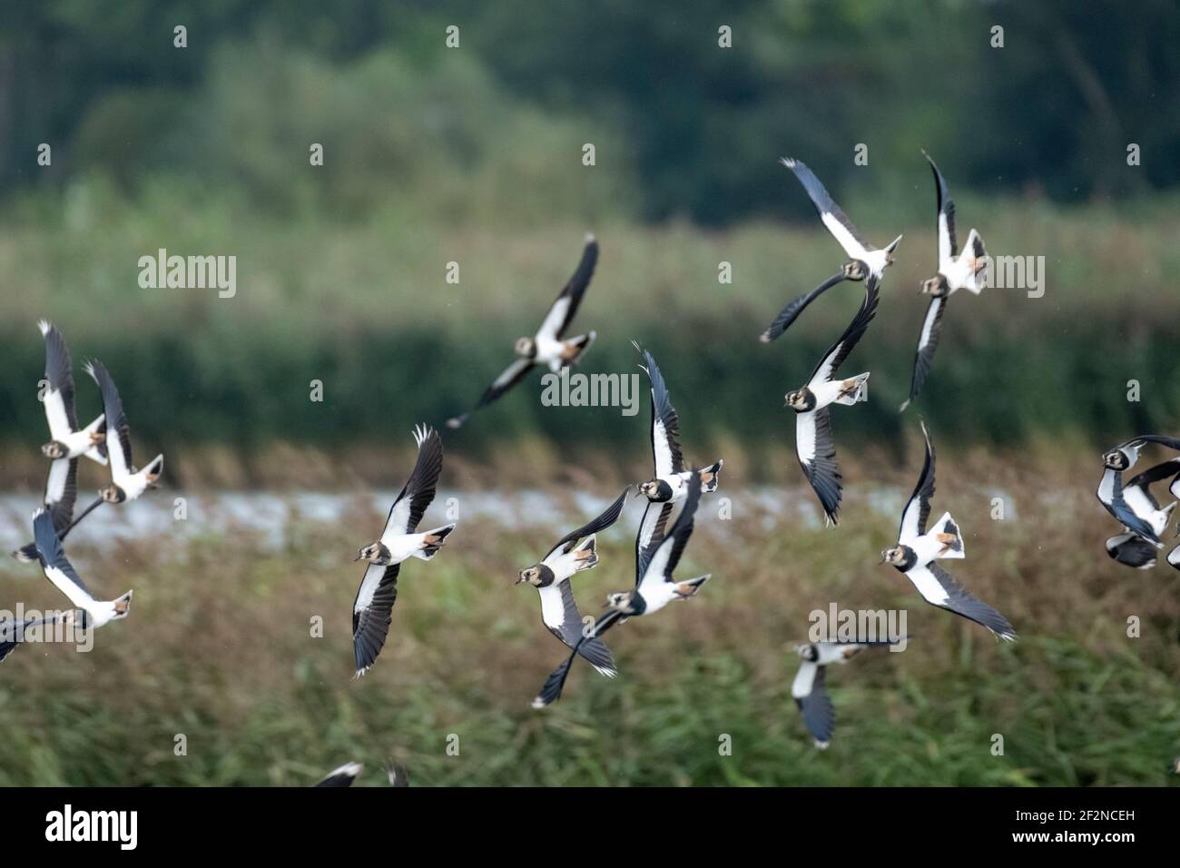 Deutschland, Niedersachsen, Ostfriesland, Lapwing (Vanellus vanellus), im Naturschutzgebiet Leyhörn bei Greetsiel. Stockfoto