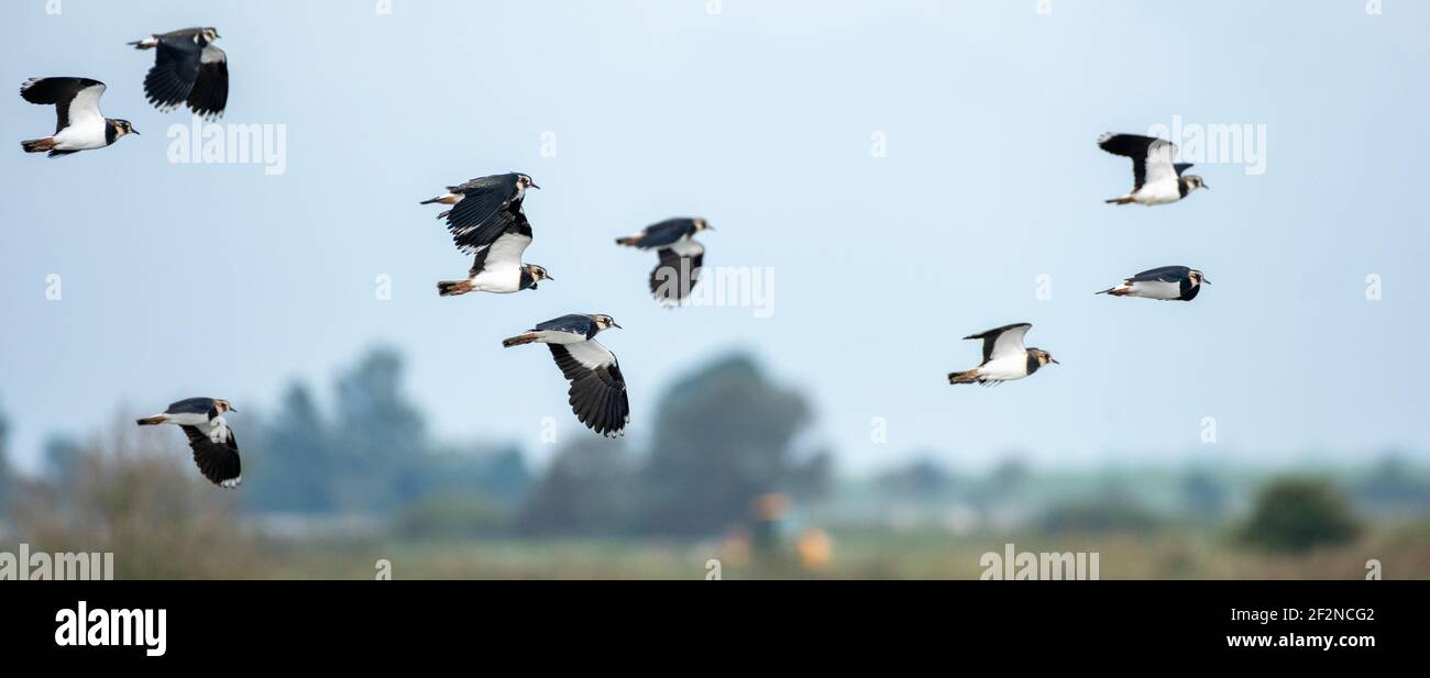 Deutschland, Niedersachsen, Ostfriesland, Lapwing (Vanellus vanellus), im Naturschutzgebiet Leyhörn bei Greetsiel. Stockfoto