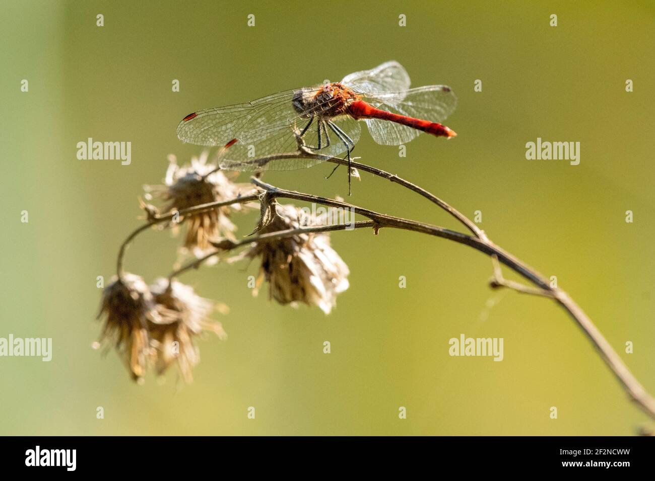 Libellen (Odonata), Feuerdragonfly (Crocothemis erythraea). Stockfoto