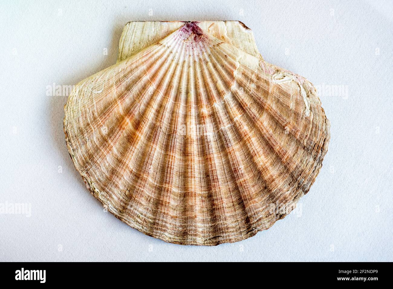 Jakobsmuschel / Pilgermuschel Gattung der Pecten vom Typ. Gattung der Jakobsmuscheln (Pectinidae). Stockfoto