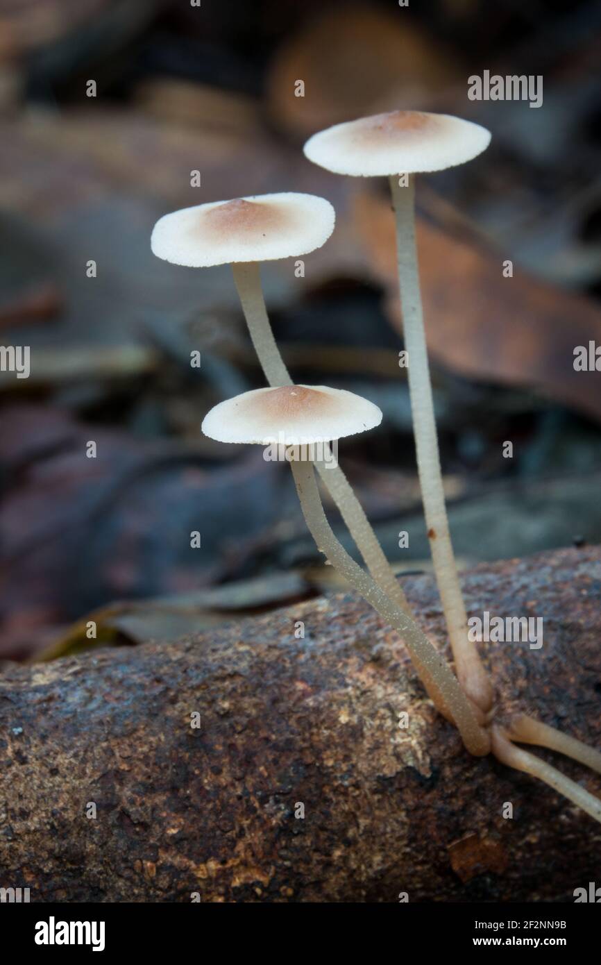 Leuchtende Porecap (Favolaschia manipularis) Pilze wachsen auf Baumstamm zwischen Blattstreu im Daintree Rainforest, Far North Queensland, Australien. Stockfoto