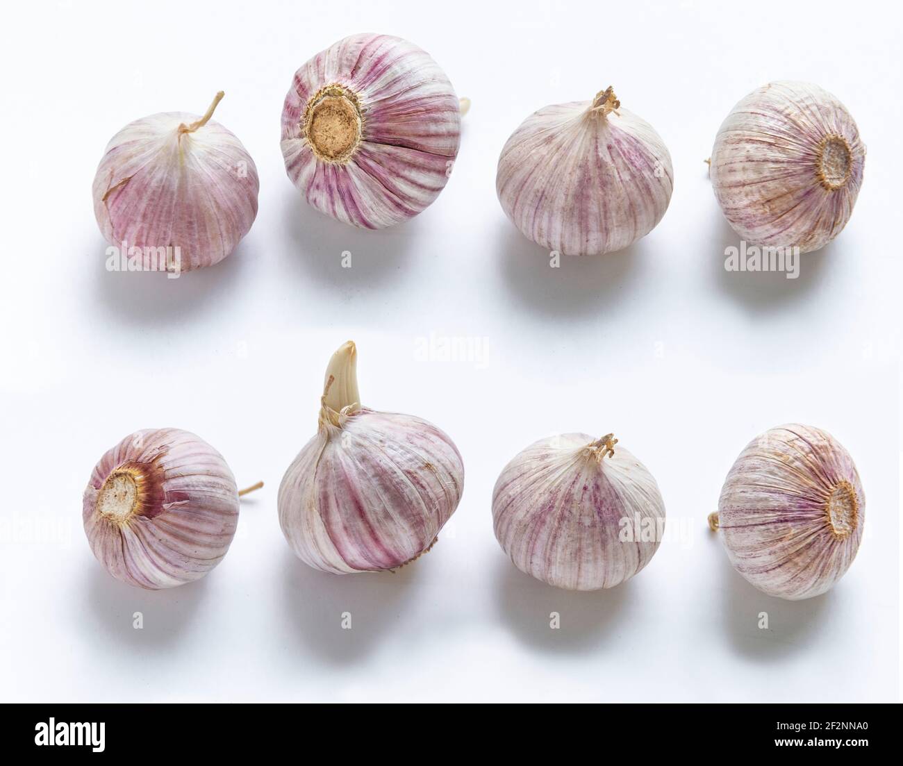 Chinesischer Knoblauch, Allium sativum, Gewürz- und Heilpflanze, Gattung Lauch Stockfoto