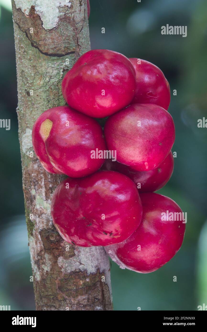 Gereifte Früchte der duftenden daphne (Phalaria clerodendron) schaumend auf Baumstamm. Fotografiert in Cow Bay, Daintree Rainforest, Australien Stockfoto