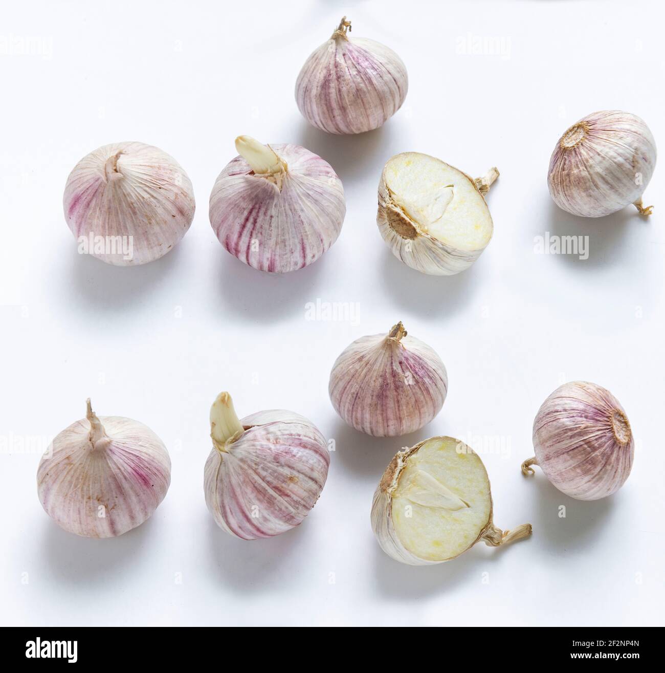 Chinesischer Knoblauch, Allium sativum, Gewürz- und Heilpflanze, Gattung Lauch Stockfoto