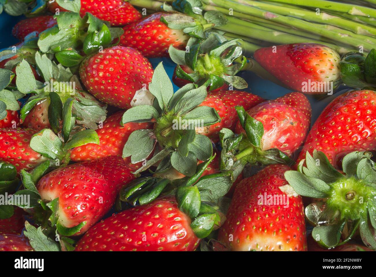 Erdbeeren in Bleichwasser getaucht, um Lebensmittel in einem Behälter zu  desinfizieren. Obst und Gemüse Stockfotografie - Alamy