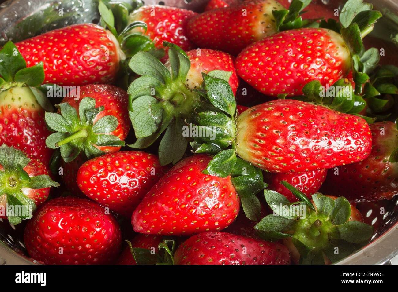 Nahaufnahme von vielen frisch gewaschenen Erdbeeren in einem mikroperforierten Metallsieb. Waschen Sie Obst und gesunde Ernährung. Stockfoto