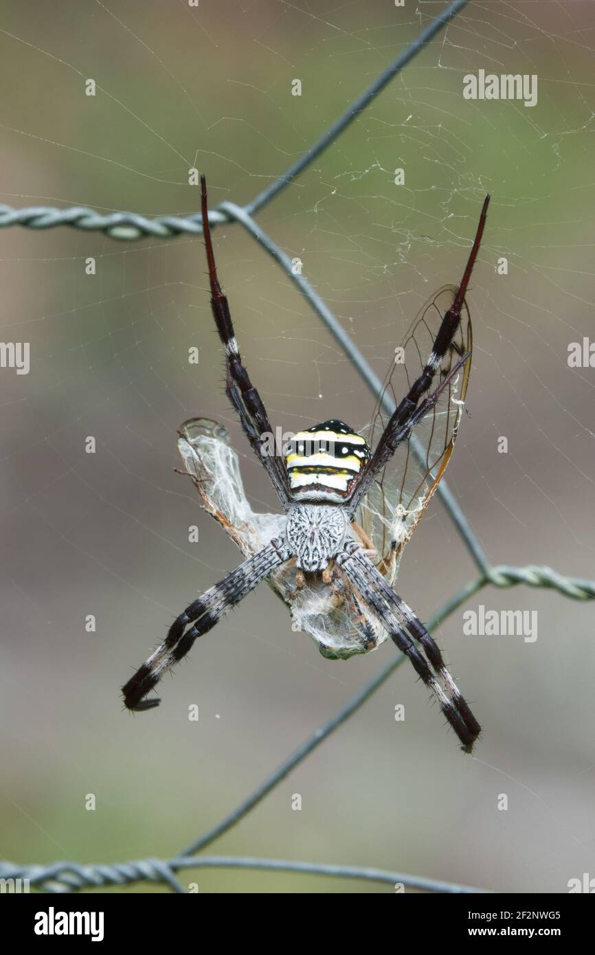 St Andrew's Cross Spider (Argiope aetherea) auf Zaun mit Beute, fotografiert im Garten von Cow Bay, Daintree, Far North Queensland, Australien. Stockfoto