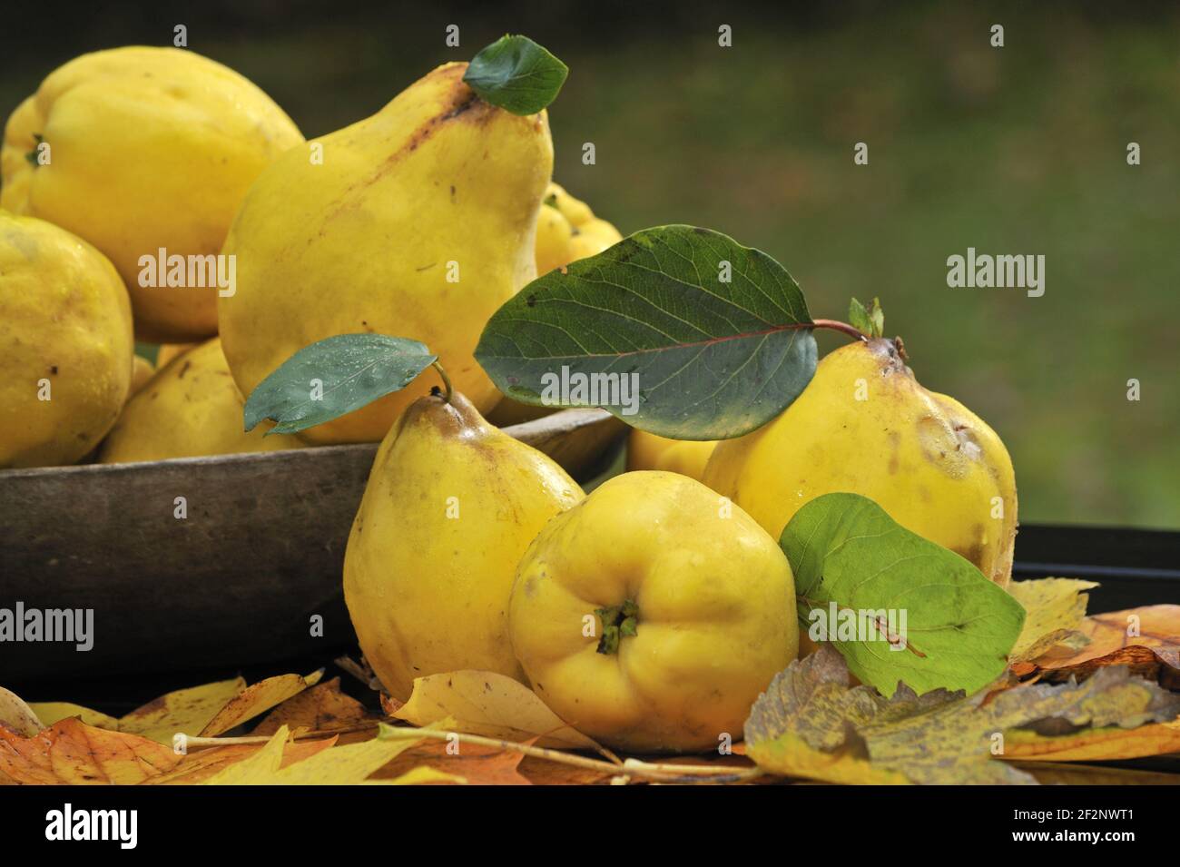 Reife Quitten | reife Quitten Stockfoto