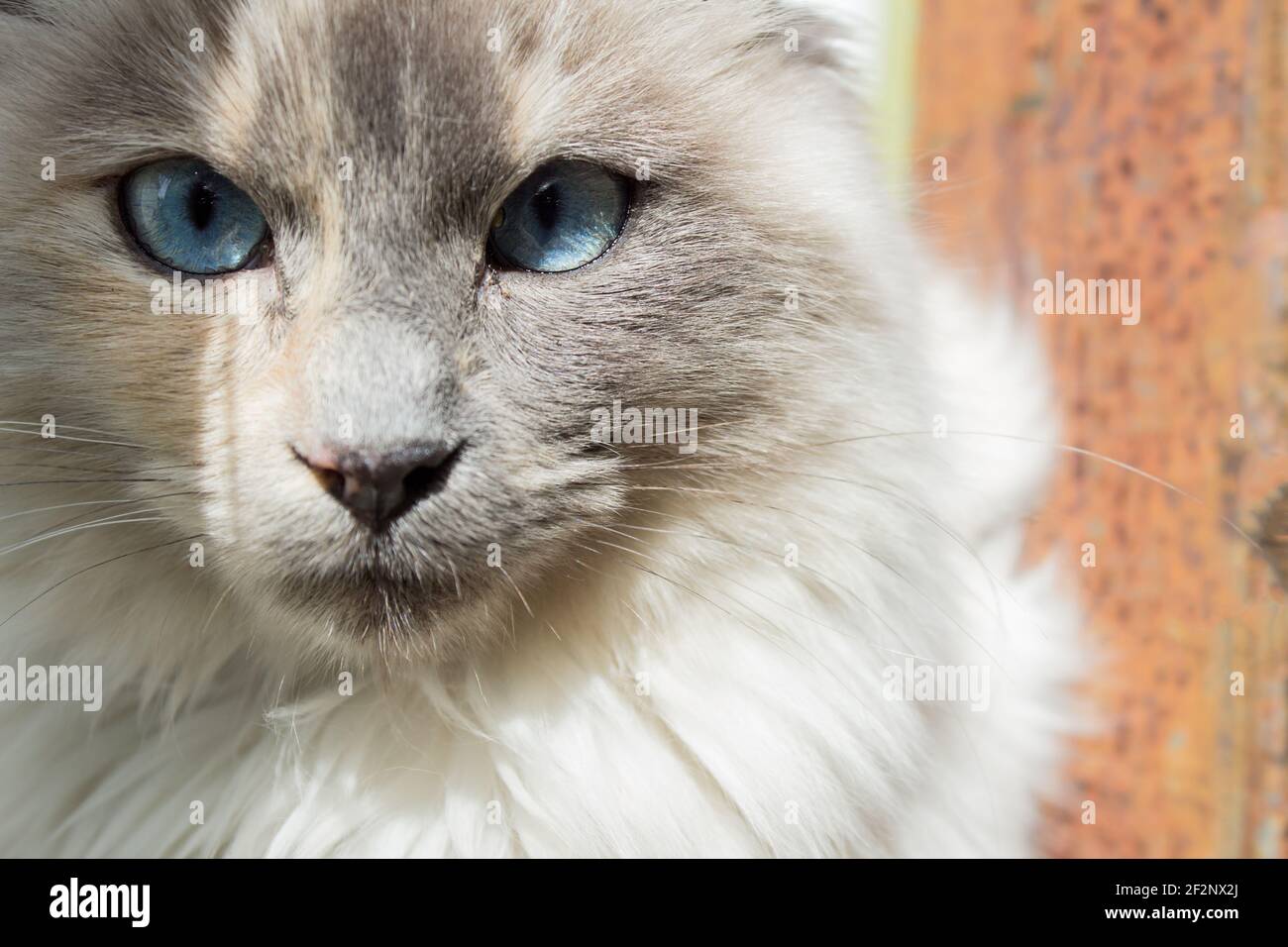 Nahaufnahme der blauen Augen einer weißen Katze, die auf die Kamera schaut. Blicke und Tiere. Stockfoto