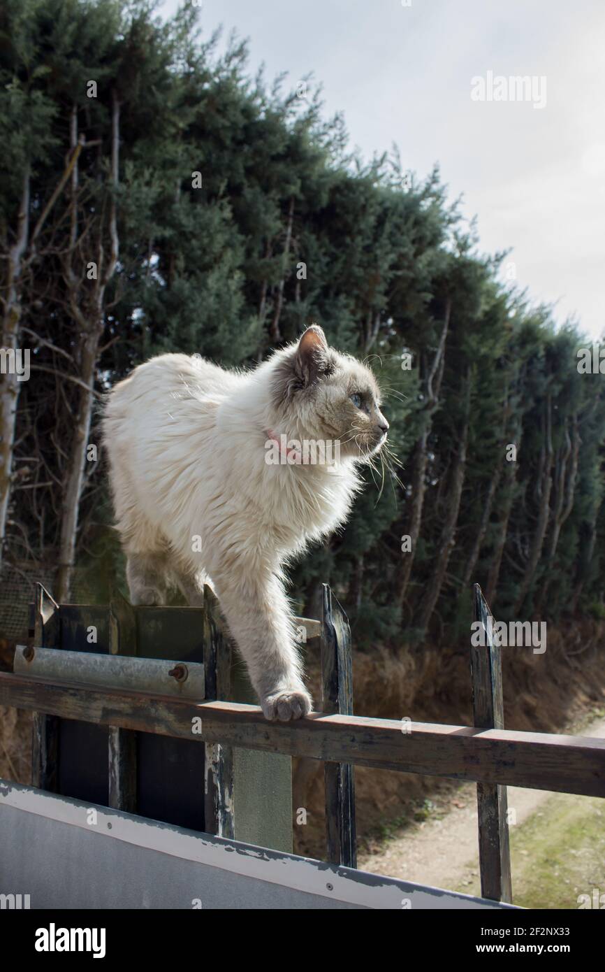 Eine junge Katze geht am Rand eines verrosteten Tores entlang, inmitten einer unbefestigten Straße und Bäumen. Tiere in Freiheit. Stockfoto