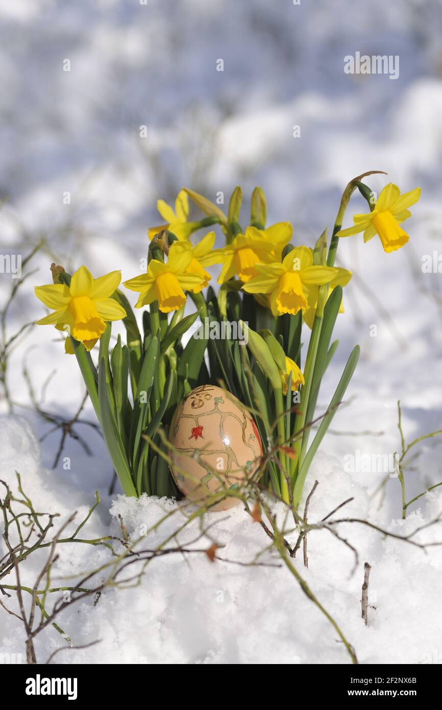 Besamte eier -Fotos und -Bildmaterial in hoher Auflösung – Alamy