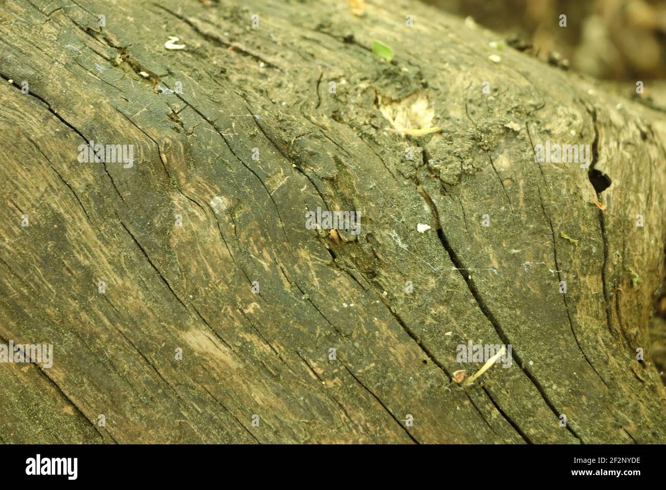 Risse in einem feuchten Baumstamm Stockfoto