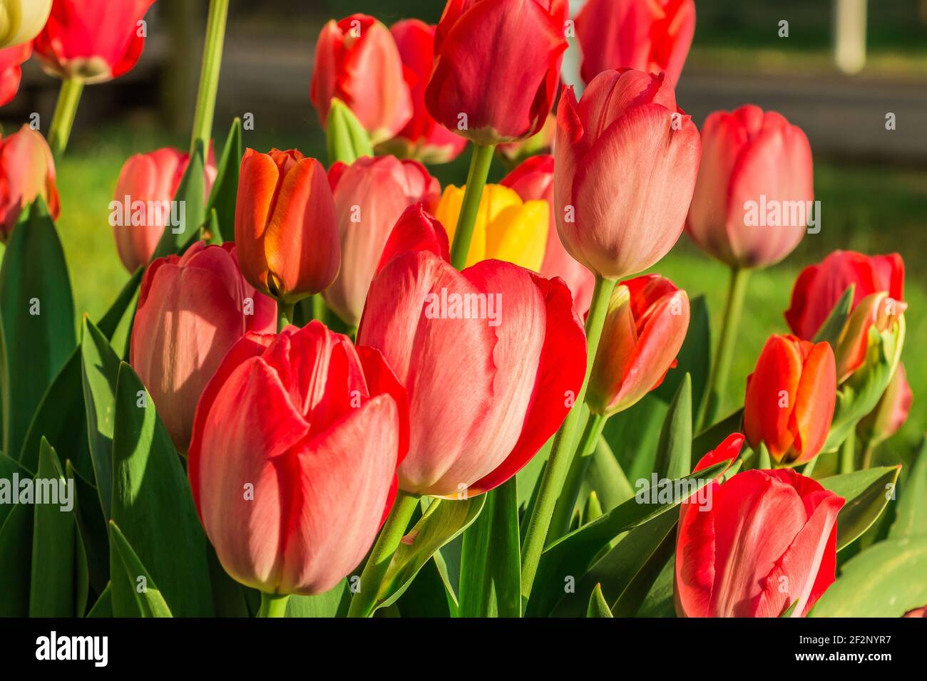 Blumen am Morgen bei Sonnenschein. Leicht offene Blüten von mehreren roten Tulpen. Grüne Blütenblätter und Blütenstiele im Frühling. Details der Blütenblätter Stockfoto