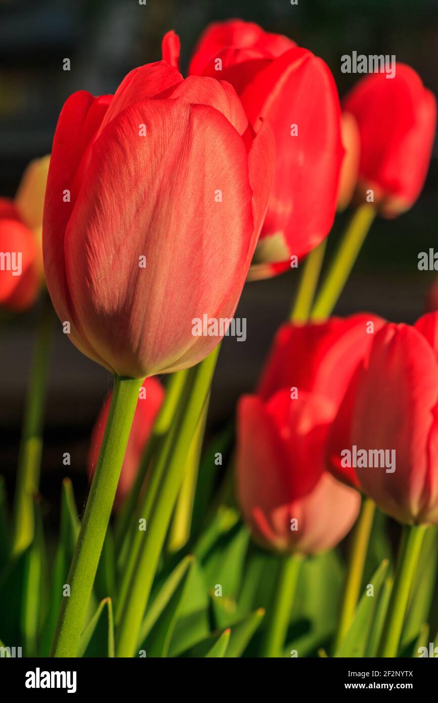 Rote Tulpen mit einer leicht geöffneten Blume. Blume im Sonnenschein. Details der Blütenblätter. Mehrere Blüten von roten Tulpen im Hintergrund. Grüner Blütenstiel Stockfoto