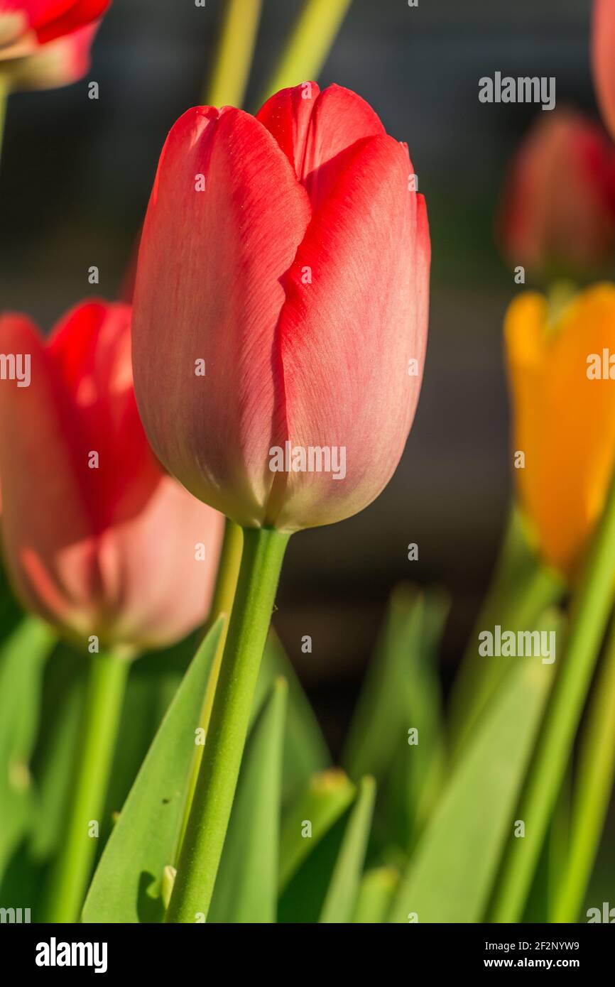 Blüte einer Blume im Sonnenschein. Rote Tulpe im Vordergrund im Frühjahr. Mehr rote und gelbe Tulpenblüten im Hintergrund. Grüner Blütenstiel Stockfoto