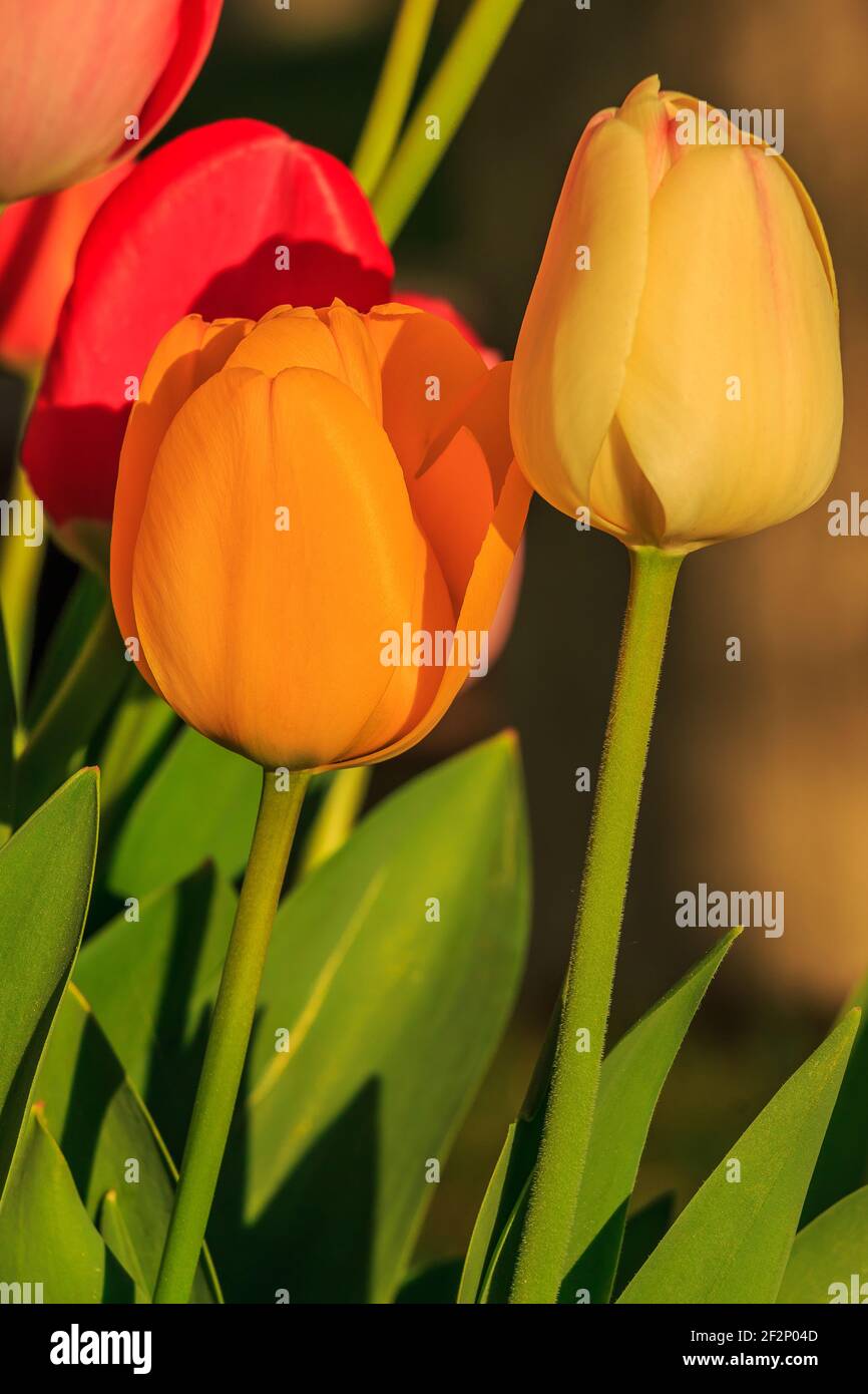 Gelbe orange und rote Tulpenblüten bei Sonnenschein. Leicht offene Blüte der Pflanze im Frühjahr. Blütenblätter im Detail der Pflanzengattung Stockfoto