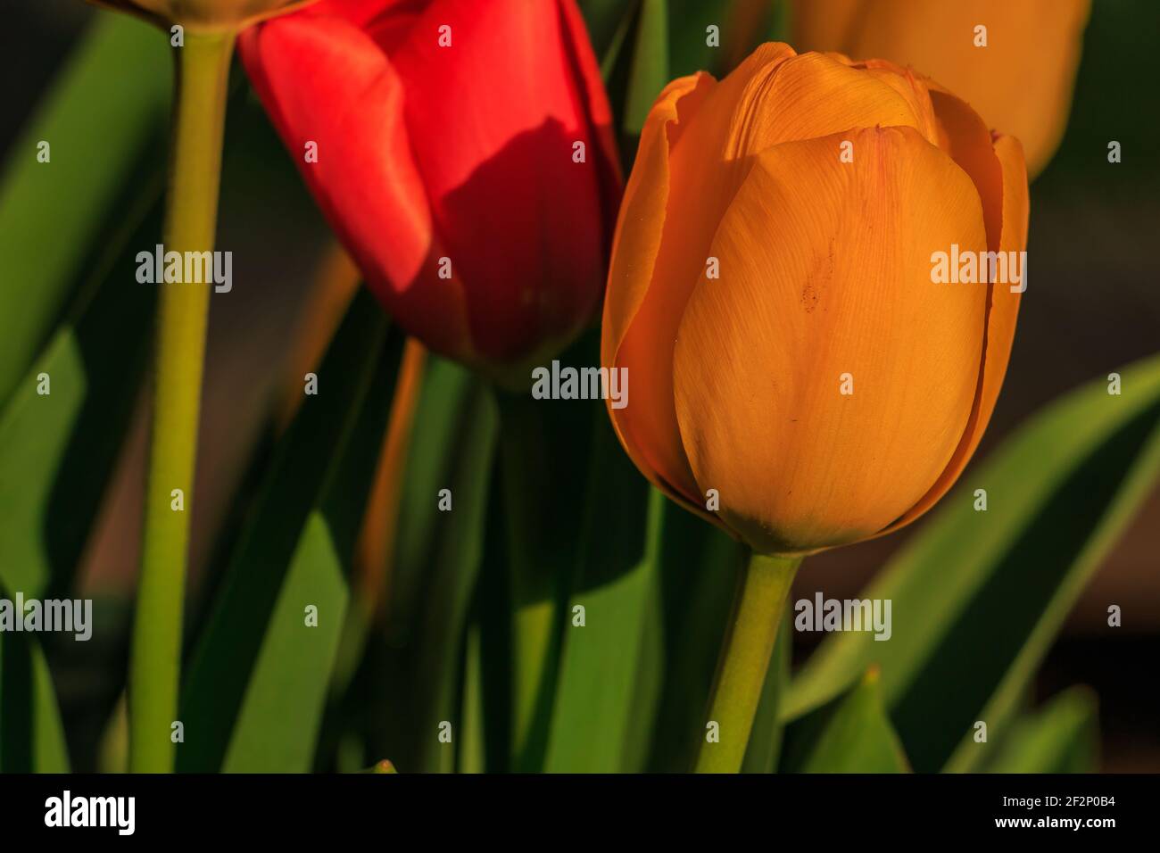 Blumen einer Pflanze im Sonnenschein im Frühling. Tulpen mit rot gelben und orangen Blüten. Detail der Blütenblätter mit grünen Blättern und Blütenstielen Stockfoto