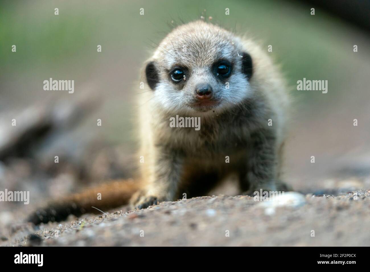 Erdmännchen (Suricata Suricatta), gefangen Stockfoto Erdmännchen (Suricata Suricatta), gefangen Stockfoto