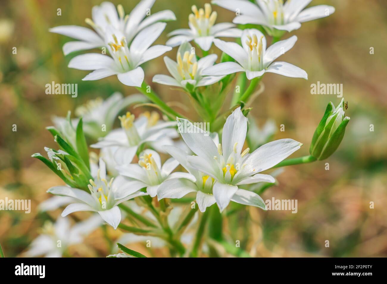Mehrere offene und geschlossene weiße Blüten vom Doldenmilchstern. Pflanze  mit mehreren Blumen auf einer Wiese. Blume im Frühling. Gattung der  milchigen Sterne Stockfotografie - Alamy