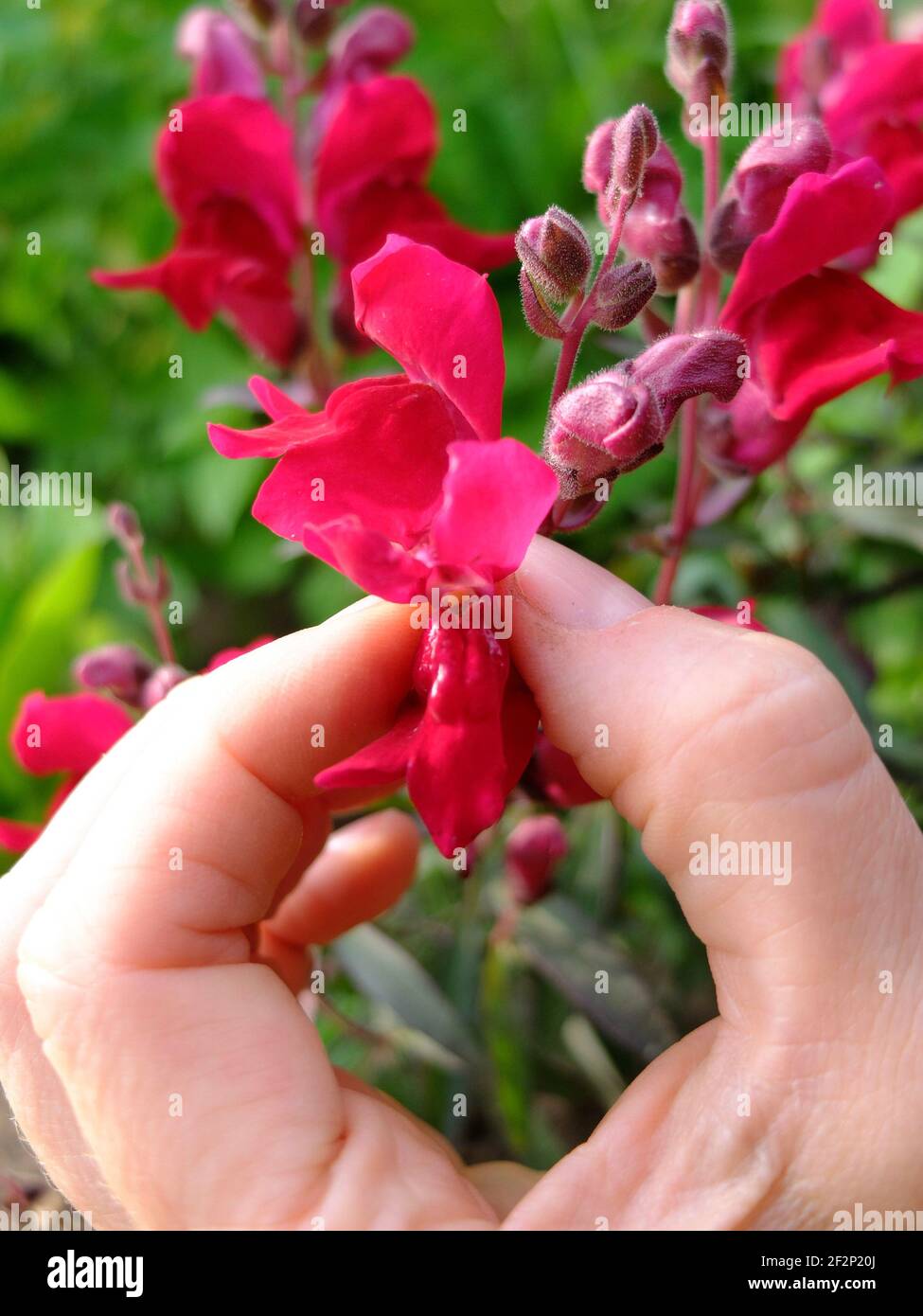 Garden snapdragon (Antirrhinum majus), wenn Sie die Blume drücken, öffnet sich der Mund Stockfoto