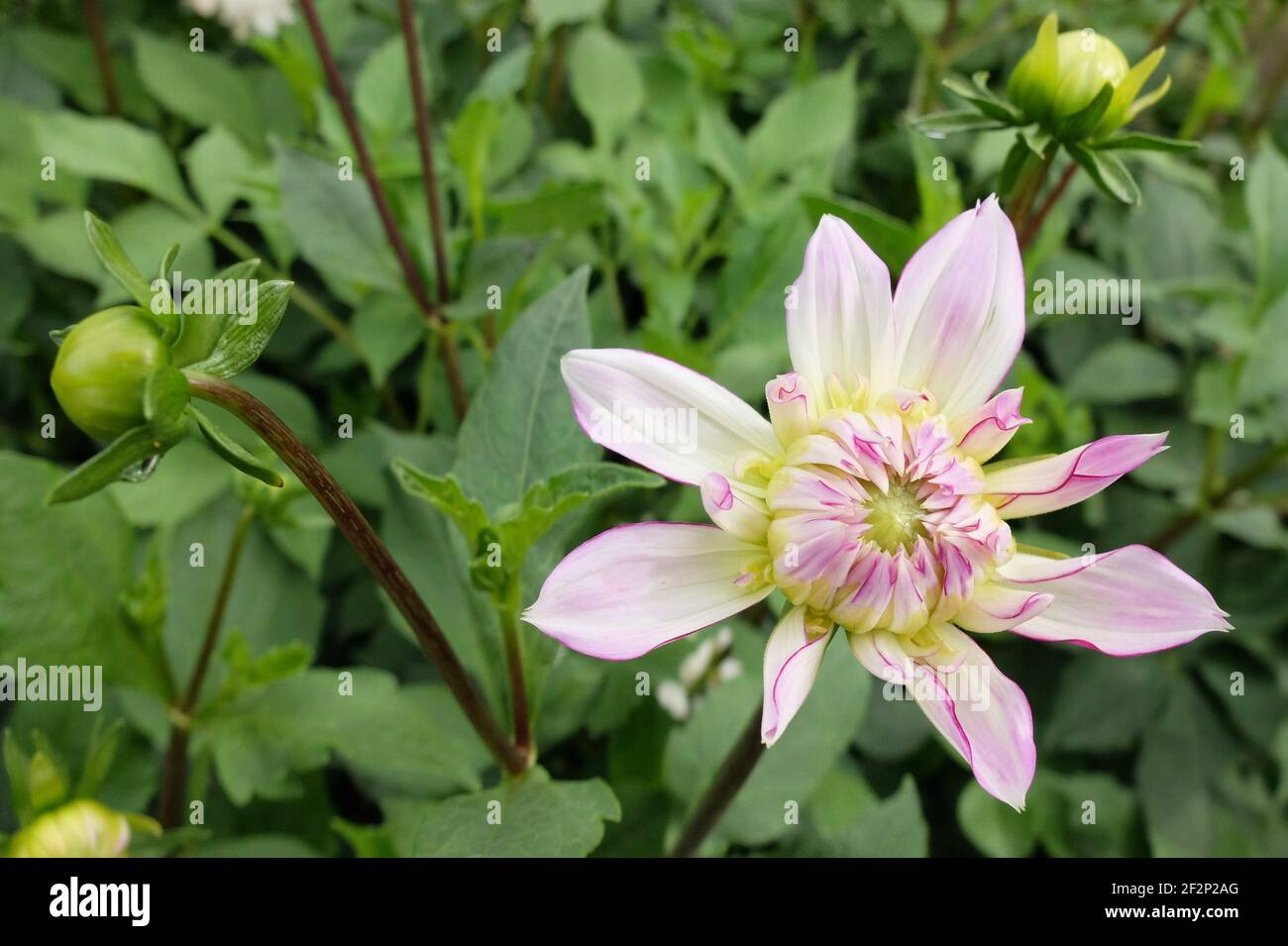 Dekorative Dahlie 'Crazy Love' als Knospe (Dahlia) Stockfoto