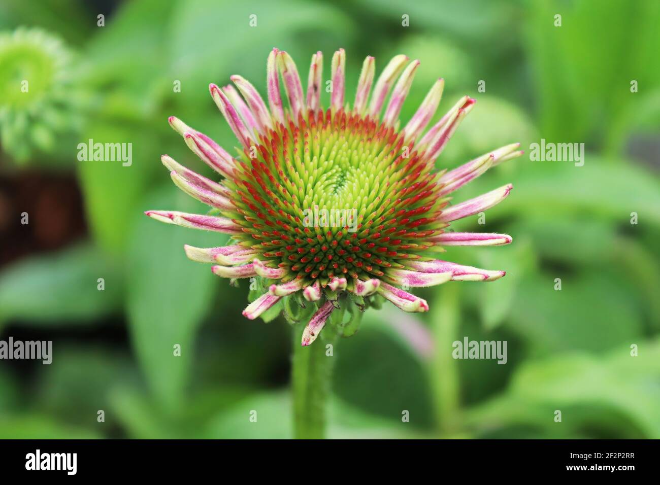 Makro von Echiniacea in voller Blüte im späteren Sommer Stockfoto