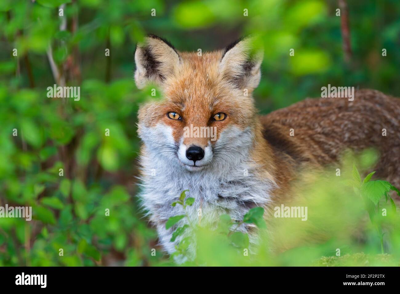 Fuchs in einer Hecke, April, Hessen, Deutschland Stockfoto