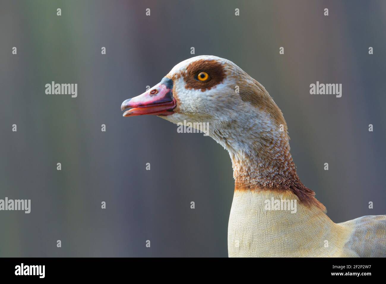 Ägyptische Gans (Alopochen aegyptiacus), März, Hessen, Deutschland Stockfoto