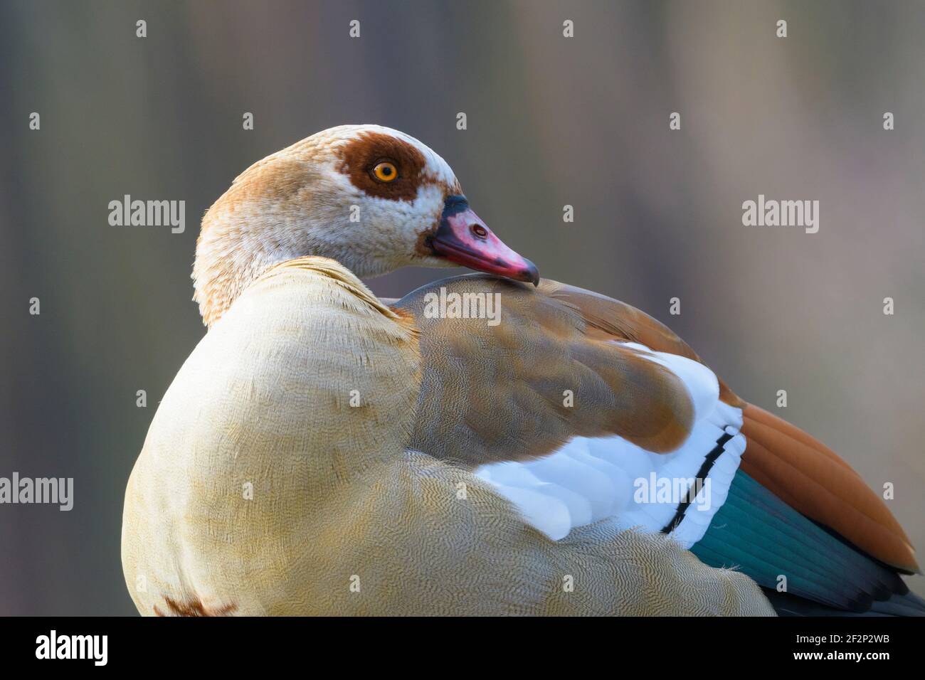 Ägyptische Gans (Alopochen aegyptiacus), März, Hessen, Deutschland Stockfoto