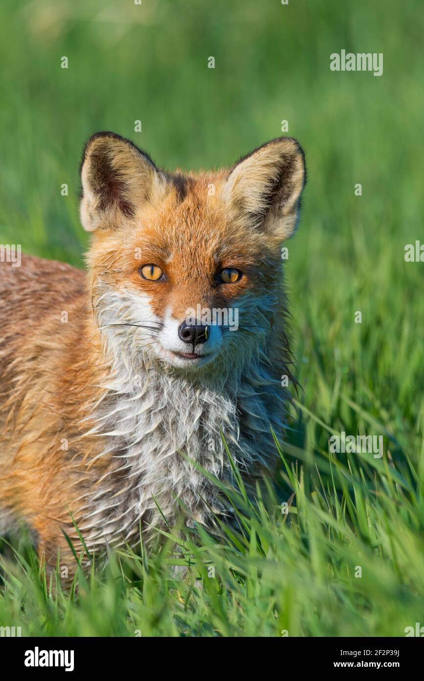 Fuchs auf einer Wiese, April, Hessen, Deutschland Stockfoto